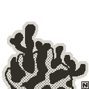 Coraltide, back view